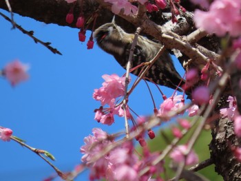 コゲラ 近所 2020年4月5日(日)