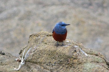 Blue Rock Thrush 城ヶ島公園 Mon, 3/21/2016