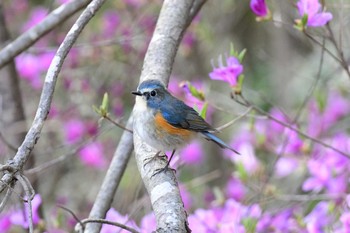 Sun, 4/5/2020 Birding report at Arima Fuji Park