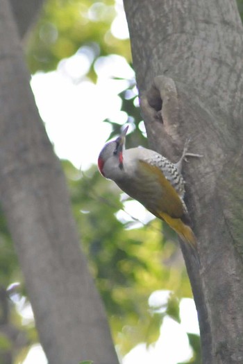Japanese Green Woodpecker Higashitakane Forest park Wed, 2/4/2015