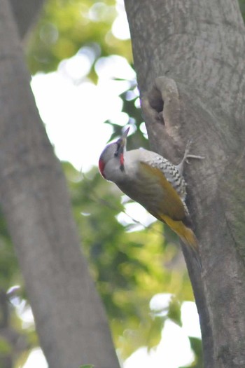 アオゲラ 東高根森林公園 2015年2月4日(水)