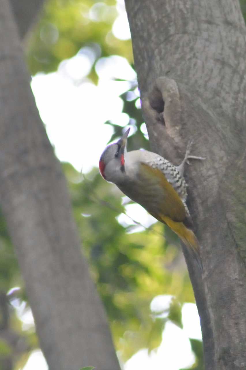 Photo of Japanese Green Woodpecker at Higashitakane Forest park by Kazuyuki Watanabe