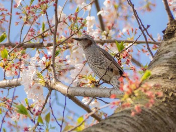 Brown-eared Bulbul 相模三川公園 Sun, 4/5/2020