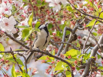 シジュウカラ 相模三川公園 2020年4月5日(日)