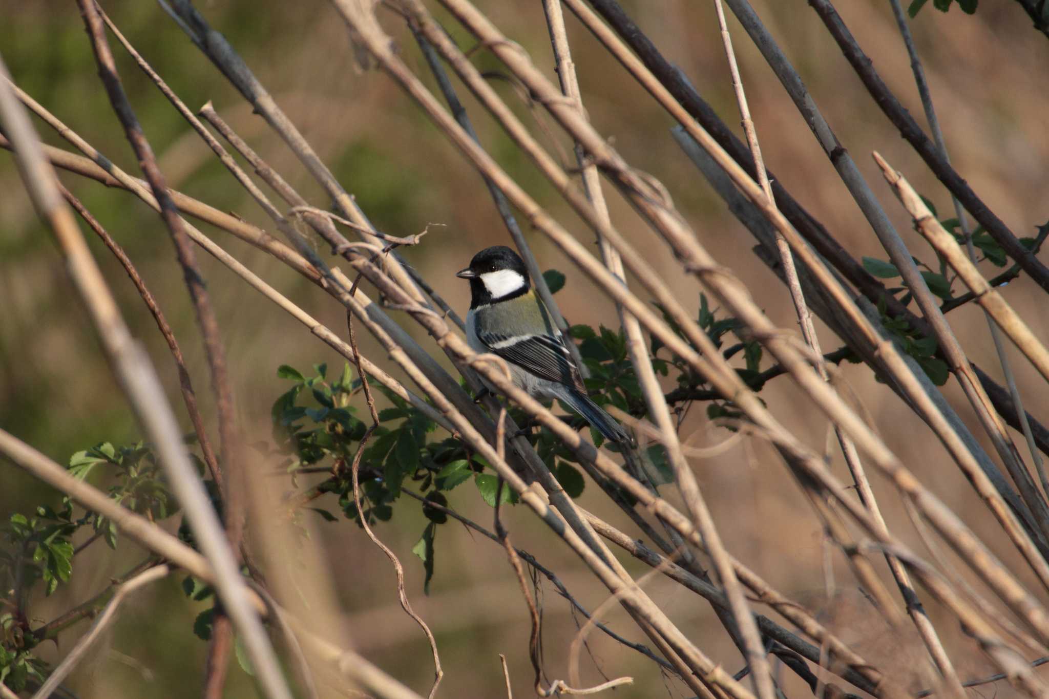 Japanese Tit