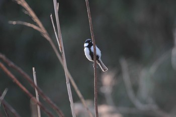 Japanese Tit 守谷野鳥のみち Sun, 4/5/2020