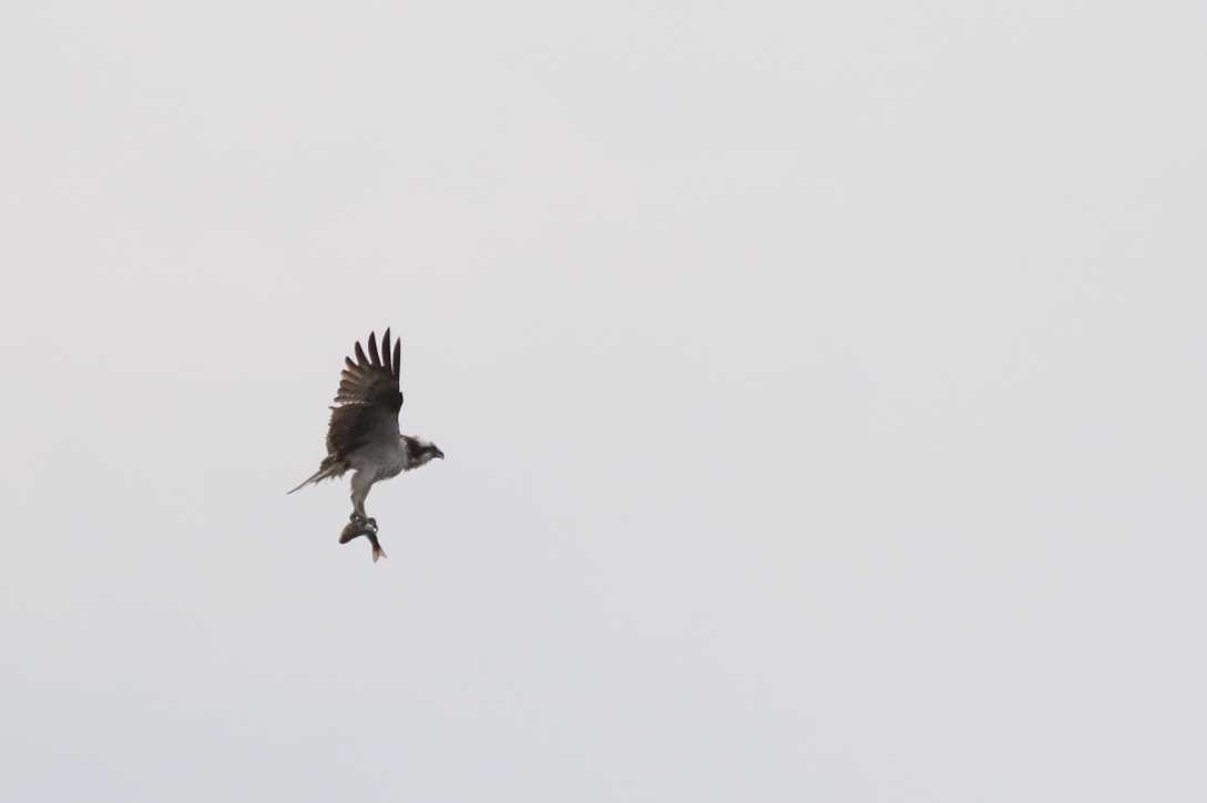 Photo of Osprey at Kasai Rinkai Park by モカ