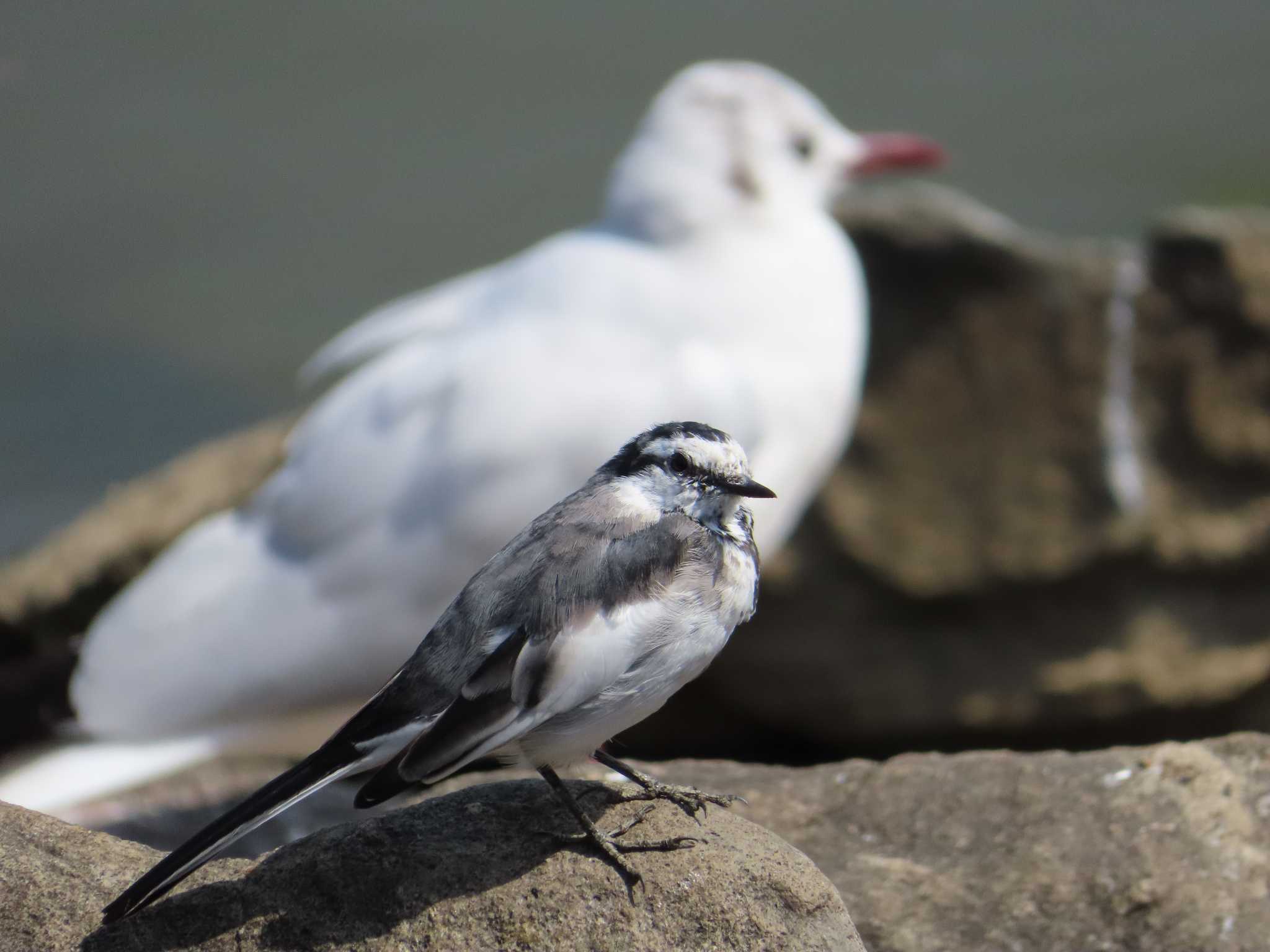 Photo of White Wagtail at Oikeshinsui Park by kou