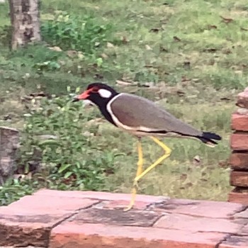 Red-wattled Lapwing タイ アユタヤ ワットローカヤースッター Sat, 4/4/2020