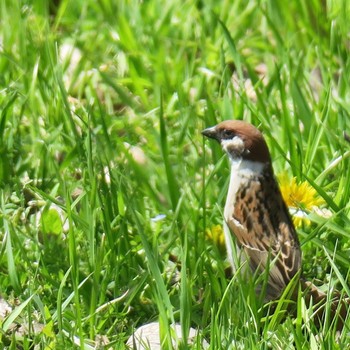 Eurasian Tree Sparrow 愛知県 Sun, 4/5/2020