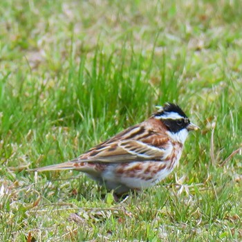 Rustic Bunting 愛知県 Sun, 4/5/2020