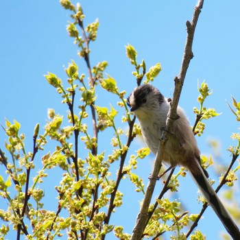 Long-tailed Tit 愛知県 Sun, 4/5/2020