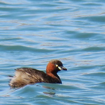 Little Grebe 愛知県 Sun, 4/5/2020