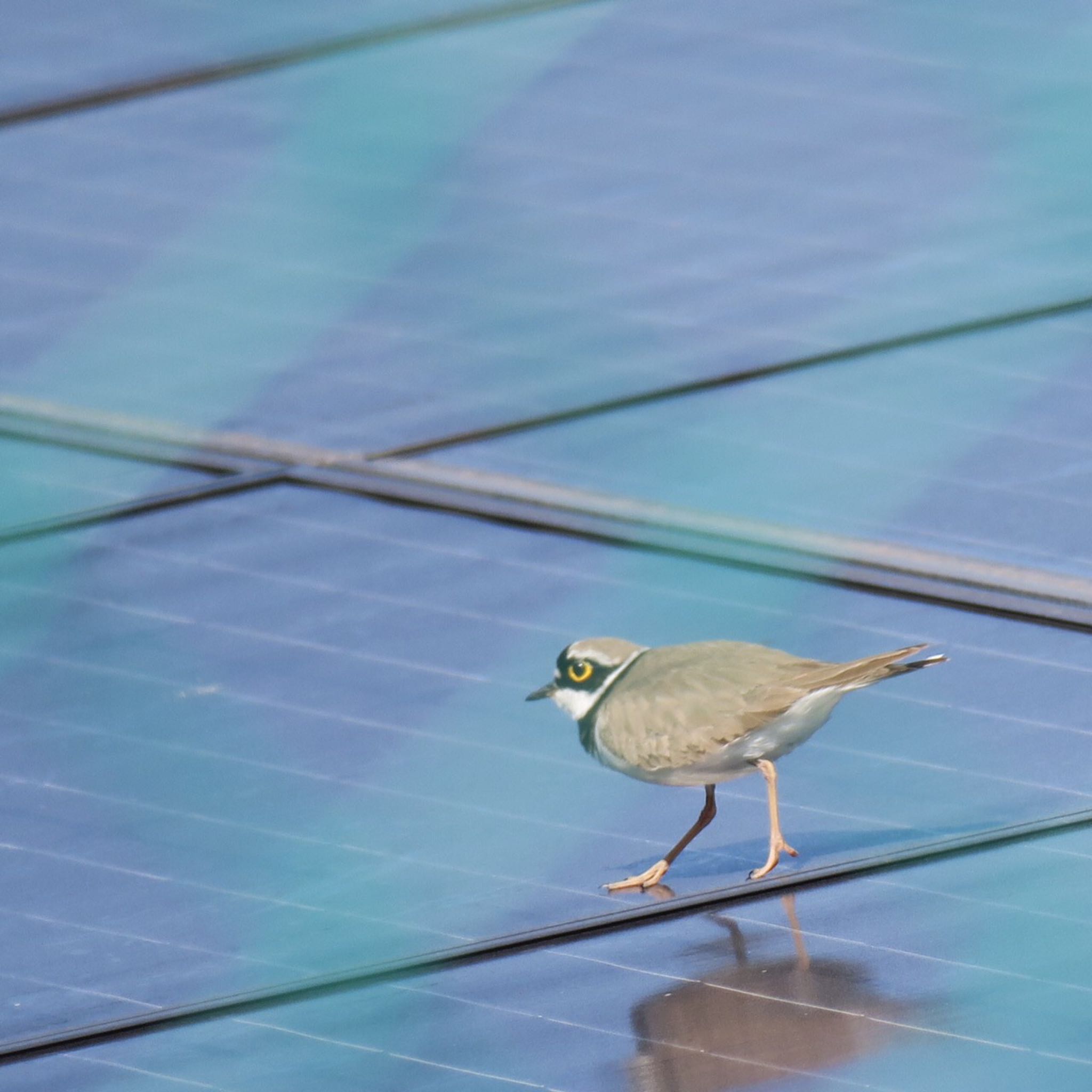 Photo of Little Ringed Plover at 愛知 by ヤスベェ