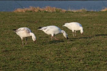 Snow Goose 荒川河川敷 Mon, 3/21/2016