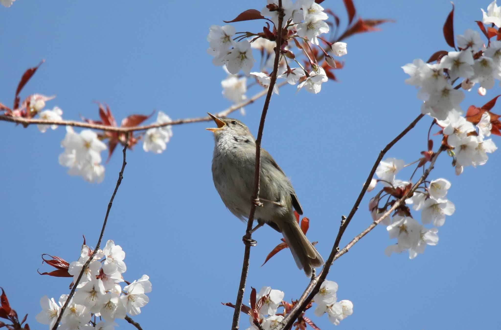 ウグイス by Hokkaido.univ