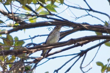 Grey-streaked Flycatcher Tokyo Port Wild Bird Park Sat, 9/28/2019