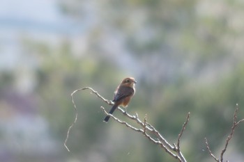 Bull-headed Shrike Tokyo Port Wild Bird Park Sat, 9/28/2019