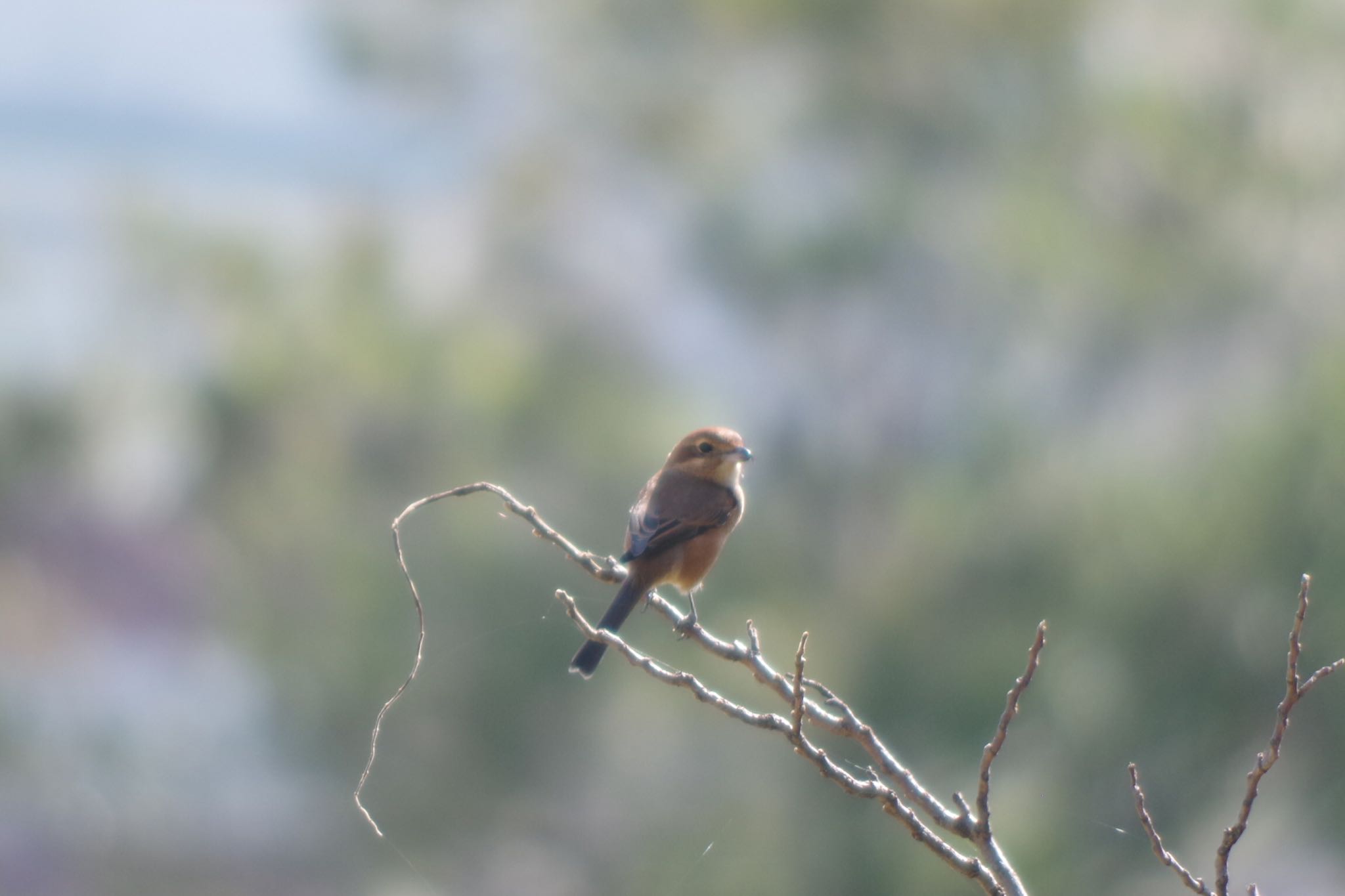 Photo of Bull-headed Shrike at Tokyo Port Wild Bird Park by ハチワレ