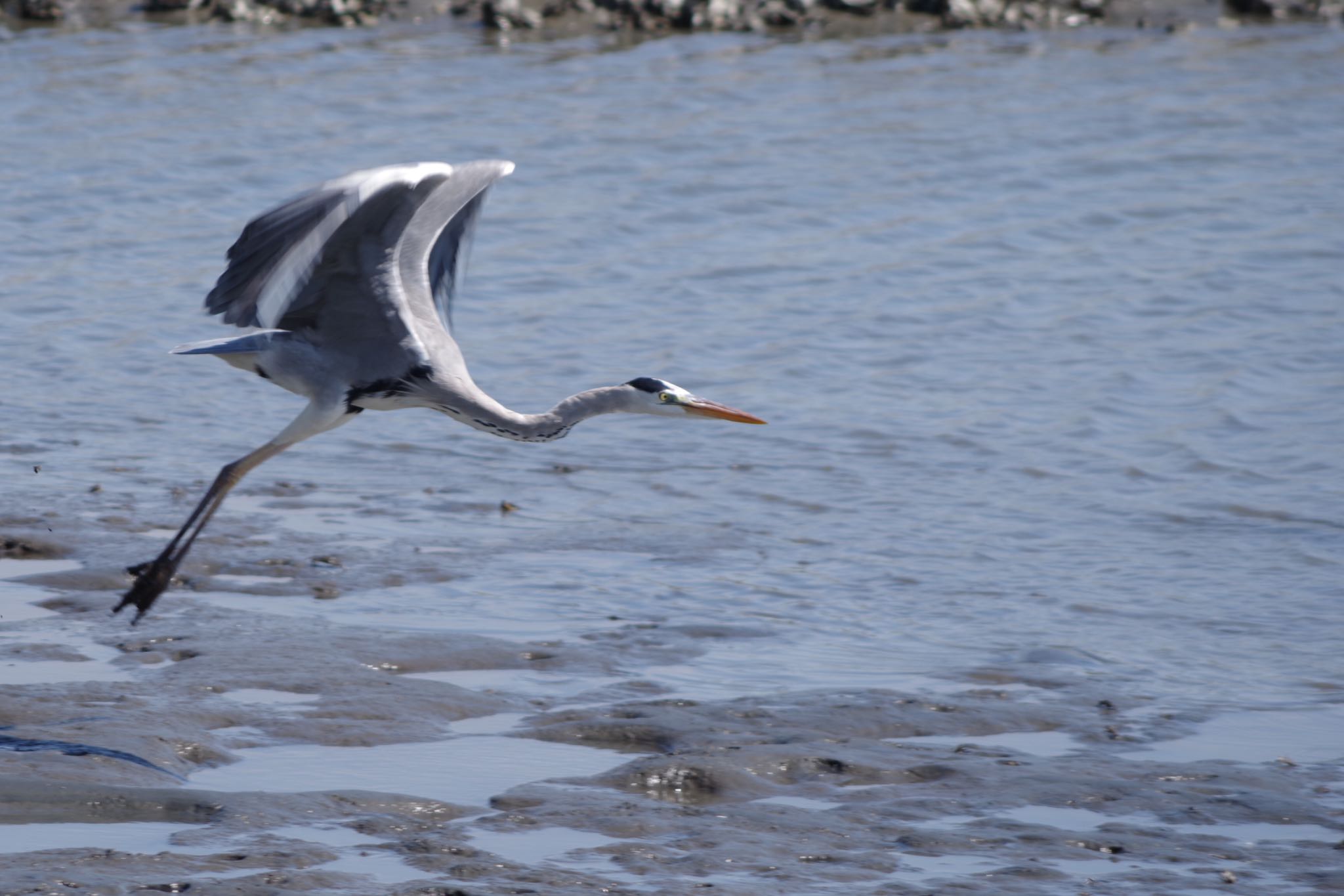 Photo of Grey Heron at Tokyo Port Wild Bird Park by ハチワレ