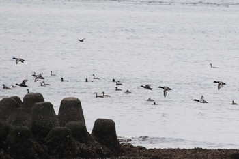 Greater Scaup Kasai Rinkai Park Mon, 3/21/2016