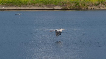 Grey Heron 酒匂川 Sun, 4/5/2020