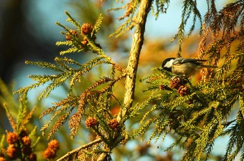 Coal Tit 群馬県 Thu, 3/26/2020