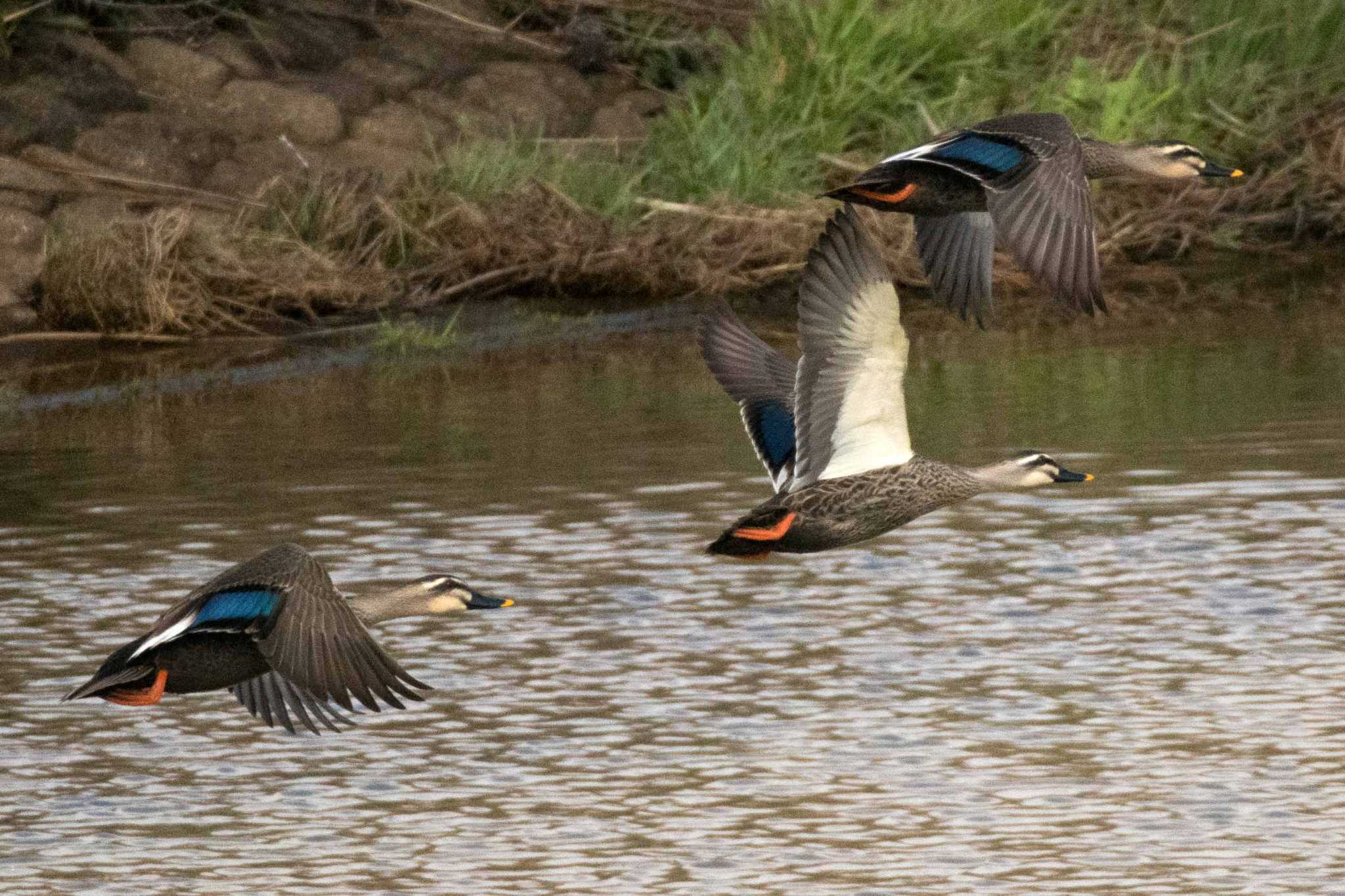 Photo of Eastern Spot-billed Duck at 新潟市 by ひたきや