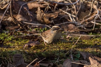 Siberian Accentor