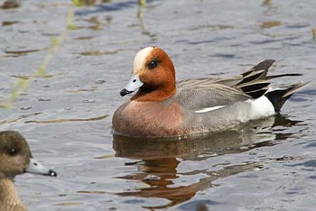 ヒドリガモ 舎人公園 2016年3月21日(月)