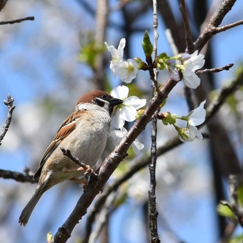 Eurasian Tree Sparrow 愛知県 Unknown Date