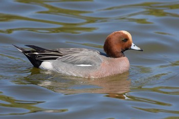 ホシハジロ 水元公園 2020年4月6日(月)