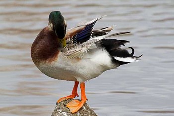 マガモ 舎人公園 2016年3月21日(月)