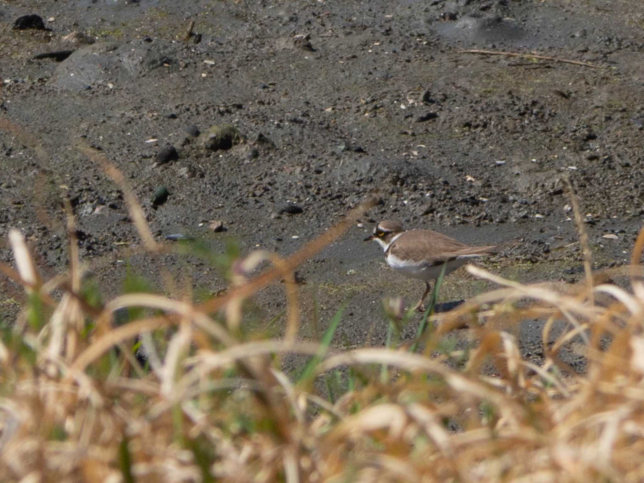 長浜公園 コチドリの写真 by Tosh@Bird