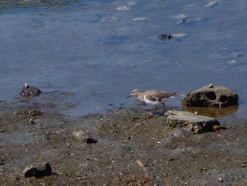 Common Sandpiper Nagahama Park Mon, 4/6/2020