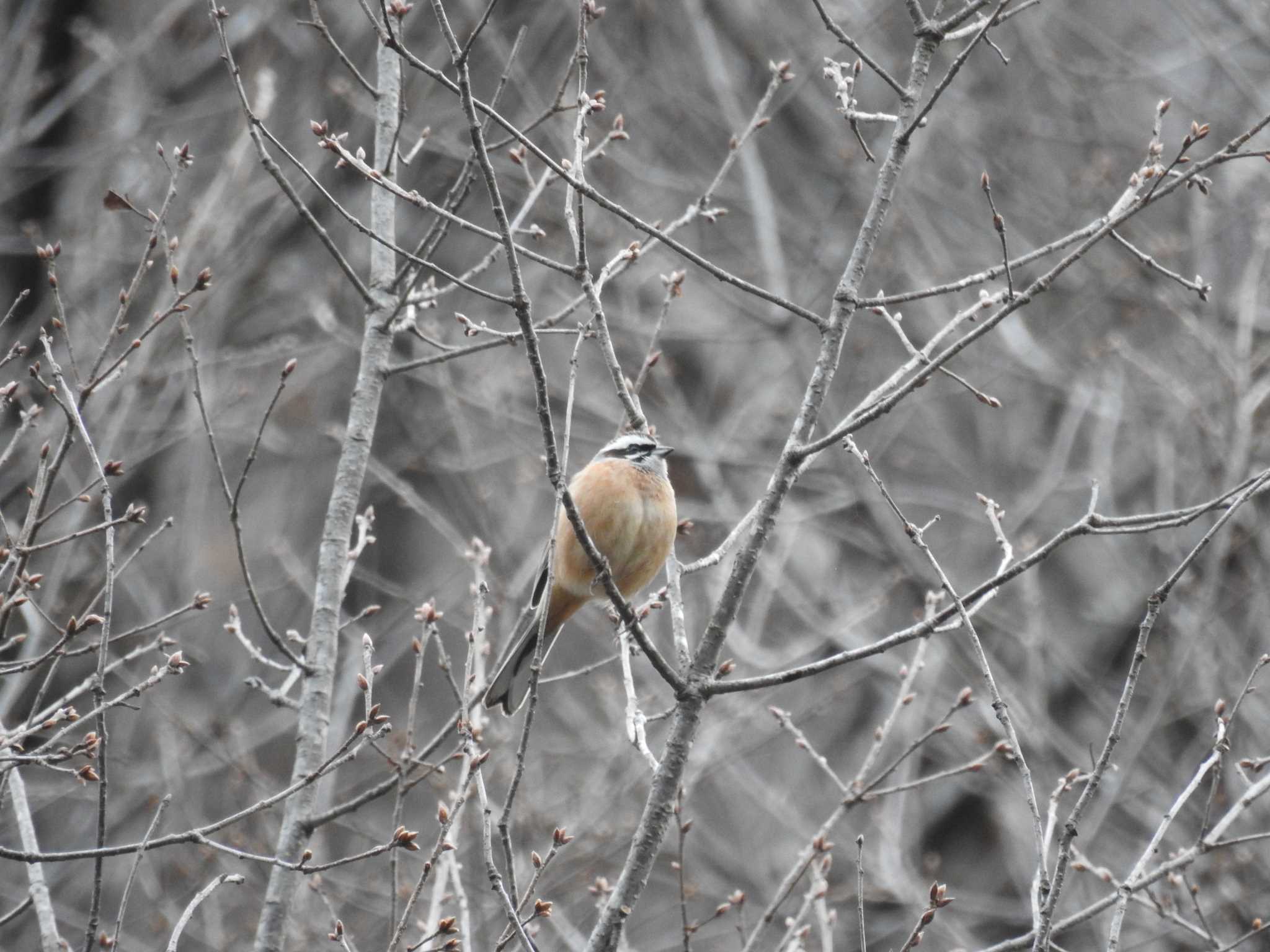 Meadow Bunting