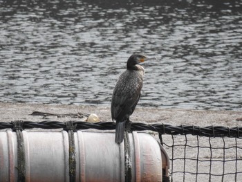 Great Cormorant 妙義湖 Sun, 4/5/2020