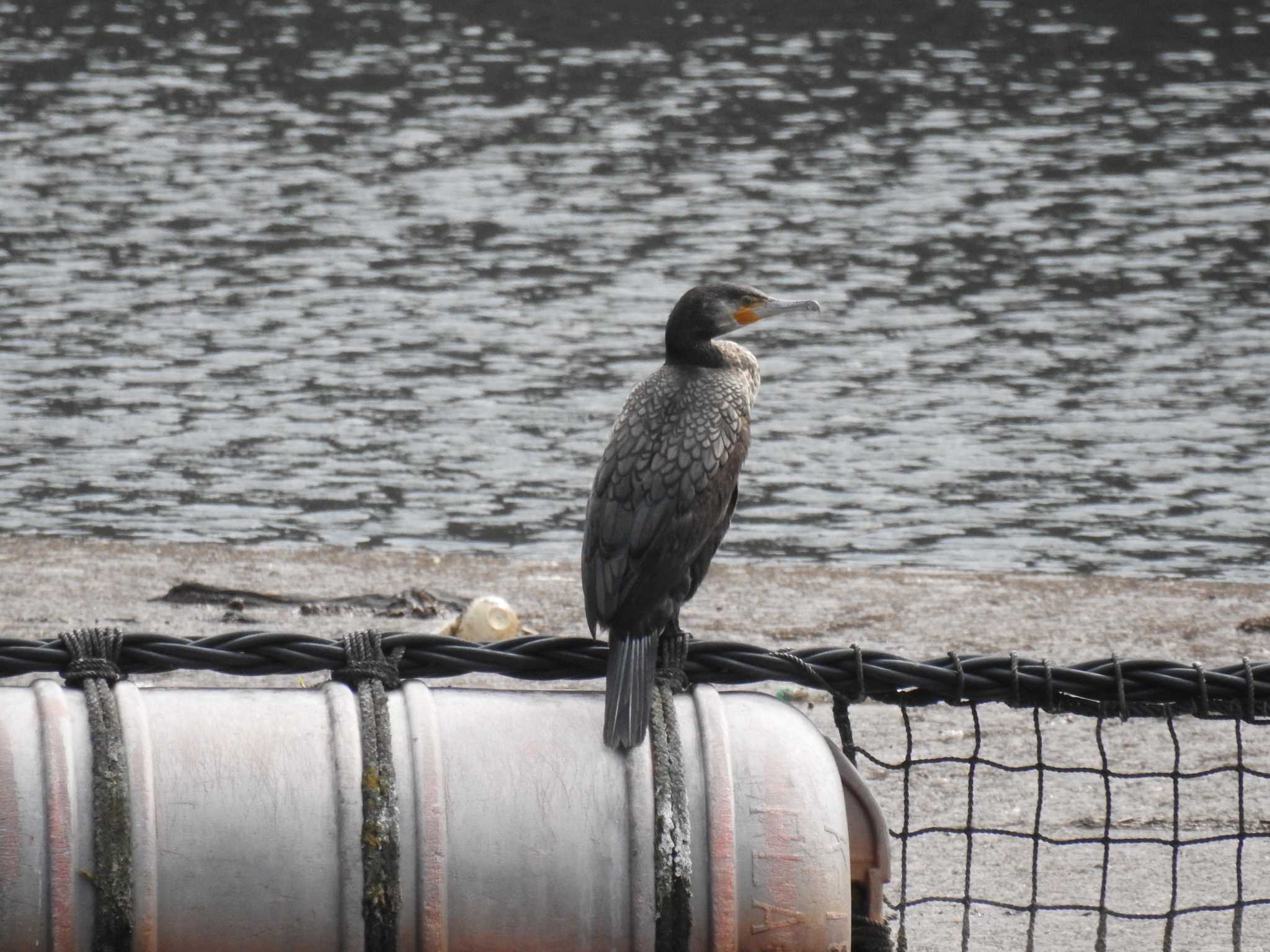 Great Cormorant