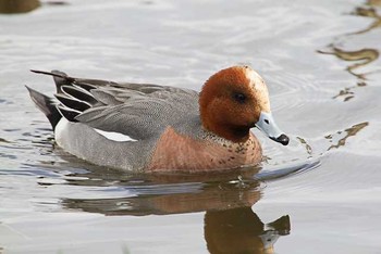 ヒドリガモ 舎人公園 2016年3月21日(月)