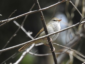 Sun, 4/5/2020 Birding report at 妙義湖