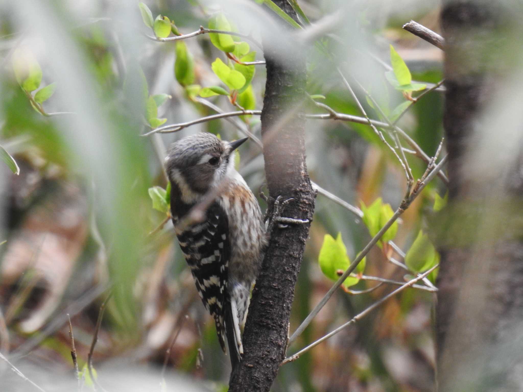 Japanese Pygmy Woodpecker