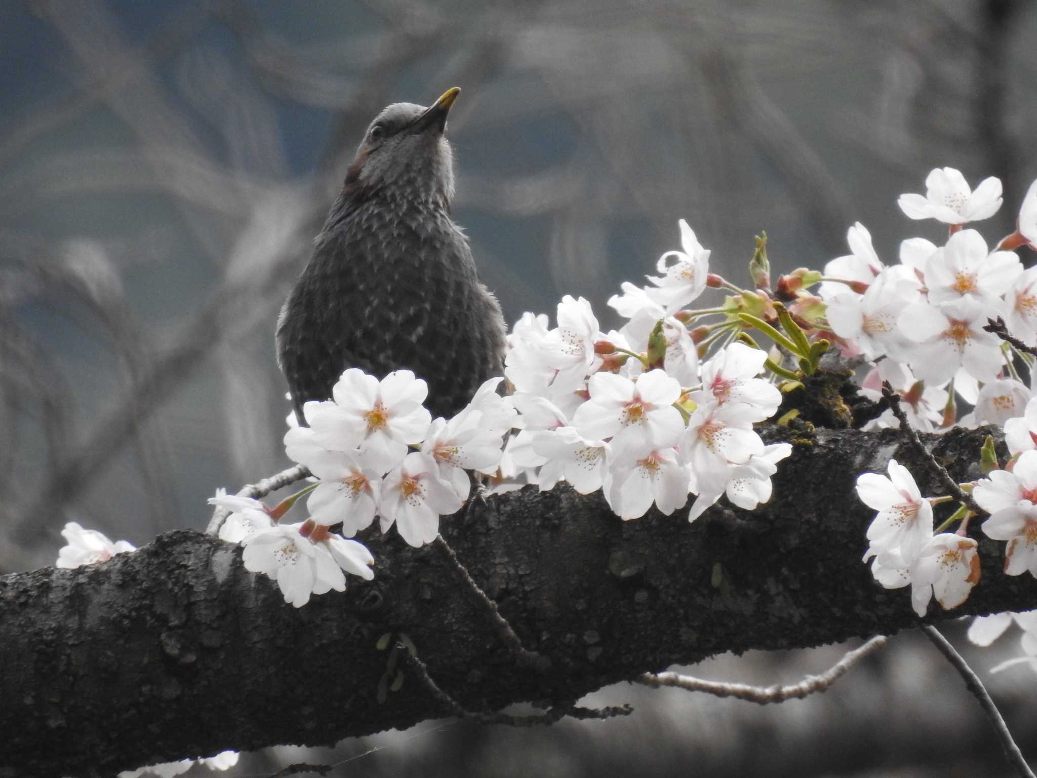 Brown-eared Bulbul