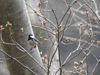 Coal Tit 妙義湖 Sun, 4/5/2020