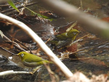 Warbling White-eye 妙義湖 Sun, 4/5/2020