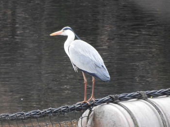 Grey Heron 妙義湖 Sun, 4/5/2020