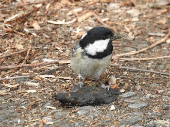 Coal Tit 妙義湖 Sun, 4/5/2020