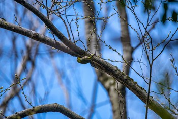 Warbling White-eye 石川県若宮公園 Mon, 4/6/2020