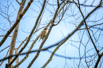 Brown-eared Bulbul 石川県若宮公園 Mon, 4/6/2020