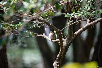 ジョウビタキ 石川県若宮公園 2020年4月6日(月)