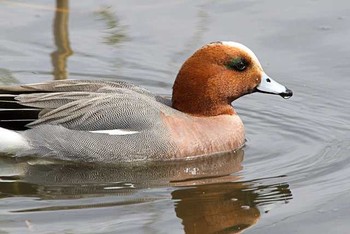 ヒドリガモ 舎人公園 2016年3月21日(月)